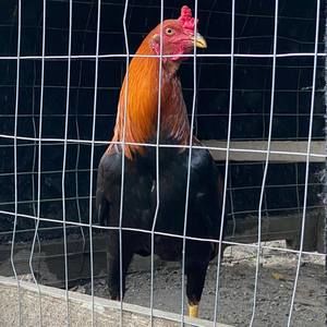 Meet your Posher, José